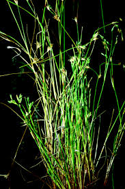 Attēlu rezultāti vaicājumam “Juncus bufonius”