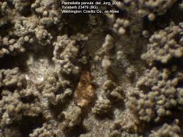 Attēlu rezultāti vaicājumam “Parmeliella triptophylla”