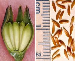 Attēlu rezultāti vaicājumam “Lapsana communis bud”