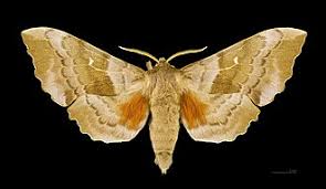 Attēlu rezultāti vaicājumam “Laothoe populi”