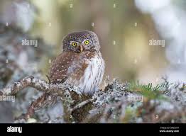 Attēlu rezultāti vaicājumam “Glaucidium passerinum adult”
