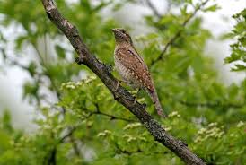 Attēlu rezultāti vaicājumam “Jynx torquilla adult”