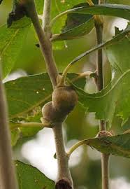 Attēlu rezultāti vaicājumam “Rabdophaga salicis”