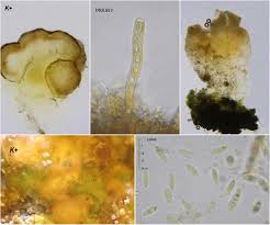 Attēlu rezultāti vaicājumam “Baeomyces rufus”