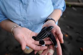 Image result for Dermochelys coriacea