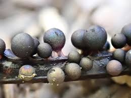 Attēlu rezultāti vaicājumam “Lamproderma pseudomaculatum”