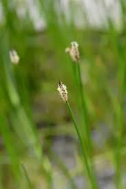 Attēlu rezultāti vaicājumam “Eleocharis uniglumis fruit”