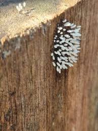 Attēlu rezultāti vaicājumam “Comatricha fragilis”