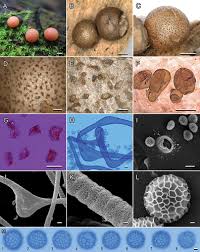 Attēlu rezultāti vaicājumam “Lycogala conicum spores”