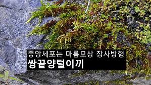 Attēlu rezultāti vaicājumam “Homomallium incurvatum”