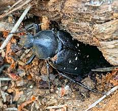 Attēlu rezultāti vaicājumam “Gnorimus variabilis”