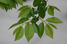 Attēlu rezultāti vaicājumam “Ulmus x hollandica leaf”