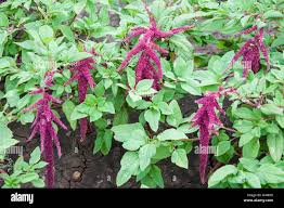 Attēlu rezultāti vaicājumam “Amaranthaceae”