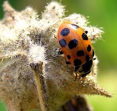 Attēlu rezultāti vaicājumam “Hippodamia tredecimpunctata”