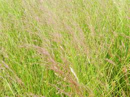 Attēlu rezultāti vaicājumam “Agrostis canina leaf”