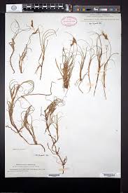 Attēlu rezultāti vaicājumam “Carex arenaria”