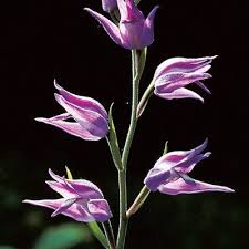 Attēlu rezultāti vaicājumam “Cephalanthera rubra bud”