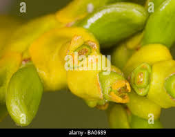Attēlu rezultāti vaicājumam “Viscum album female flower”