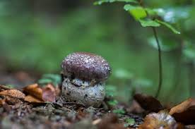 Attēlu rezultāti vaicājumam “Cortinarius praestans”