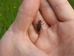 Attēlu rezultāti vaicājumam “Cantharis fusca”