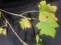Attēlu rezultāti vaicājumam “Ribes nigrum leaf”