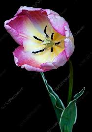 Attēlu rezultāti vaicājumam “Tulipa gesneriana flower”