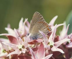 Attēlu rezultāti vaicājumam “Satyrium ilicis underside”