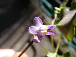 Attēlu rezultāti vaicājumam “Cymbalaria muralis flower”