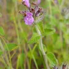 Attēlu rezultāti vaicājumam “Clinopodium vulgare leaf”