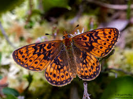 Attēlu rezultāti vaicājumam “Boloria eunomia underside”