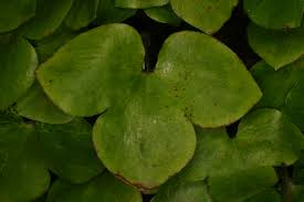 Attēlu rezultāti vaicājumam “Hepatica nobilis leaf”