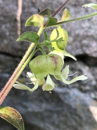 Attēlu rezultāti vaicājumam “Silene baccifera fruit”