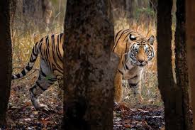 Kuvahaun tulos haulle tigers