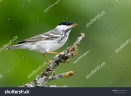 Image result for Dendroica striata