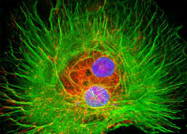 Attēlu rezultāti vaicājumam “Bryum funkii cells”