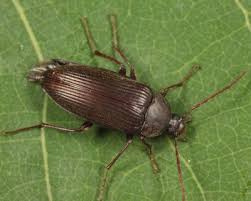 Attēlu rezultāti vaicājumam “Alleculidae”