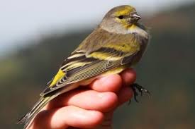 Image result for Carduelis citrinella