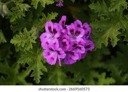 Attēlu rezultāti vaicājumam “Geraniaceae”