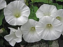 Attēlu rezultāti vaicājumam “Calystegia sepium fruit”