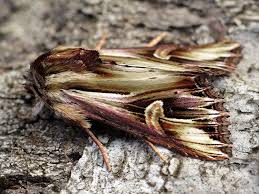 Attēlu rezultāti vaicājumam “Actinotia polyodon”