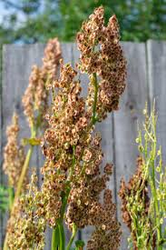 Attēlu rezultāti vaicājumam “Rumex confertus”