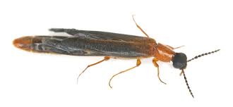 Attēlu rezultāti vaicājumam “Lymexylidae”