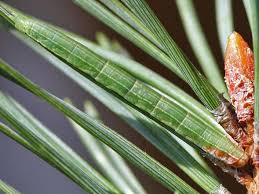 Attēlu rezultāti vaicājumam “Pennithera firmata”