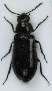 Attēlu rezultāti vaicājumam “Dasytes sp.”