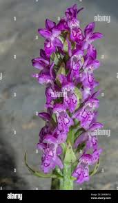 Attēlu rezultāti vaicājumam “Dactylorhiza cruenta flower”
