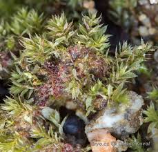 Attēlu rezultāti vaicājumam “Bryum rubens”