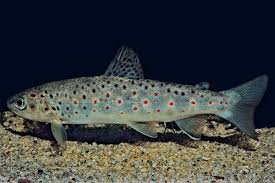 Image result for Salmo trutta trutta