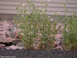Attēlu rezultāti vaicājumam “Microrrhinum minus flower”