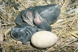 Attēlu rezultāti vaicājumam “Phalacrocorax carbo nest”
