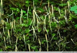 Attēlu rezultāti vaicājumam “Eocronartium muscicola”